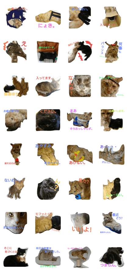 my cats 1,2,3