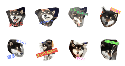 Dog HANA