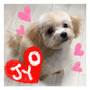 JYOTARO is a dog