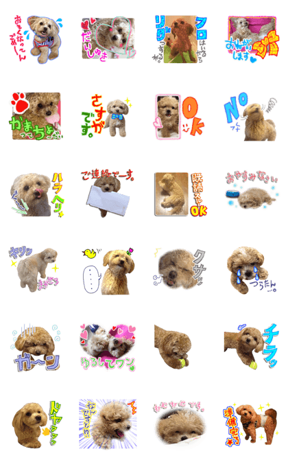 JYOTARO is a dog