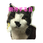tamanyan test