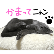 My cat puchan