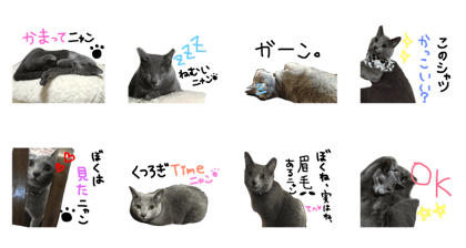 My cat puchan