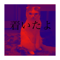 melon_20210412131047