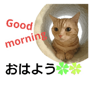 anzu cat 3