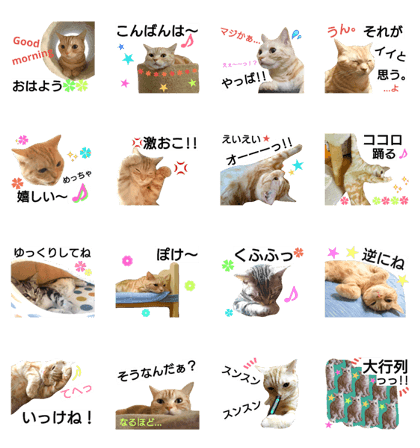 anzu cat 3
