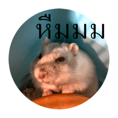 Very Mister Pietui 6