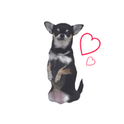 Smooth Chihuahua KONBU