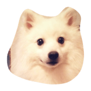 JapaneseSpitz
