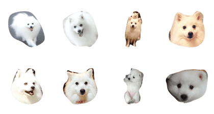 JapaneseSpitz
