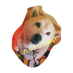 hayashimomo