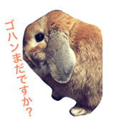 Noel Rabbit