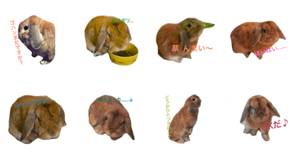 Noel Rabbit