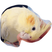 the cockatiel 'Ruby'