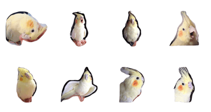 the cockatiel 'Ruby'