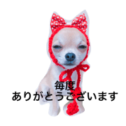 chihuahua-reon.paco.pico.