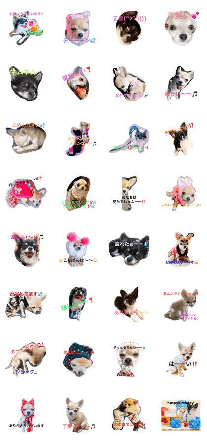 chihuahua-reon.paco.pico.