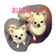 tono ace