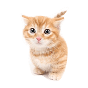 Chiri of the Munchkin.