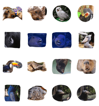 aaaanimalssss