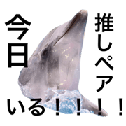 seaanimal