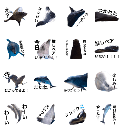 seaanimal