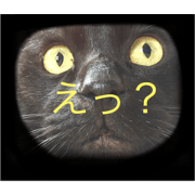 eight cat's III