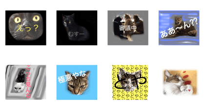 eight cat's III