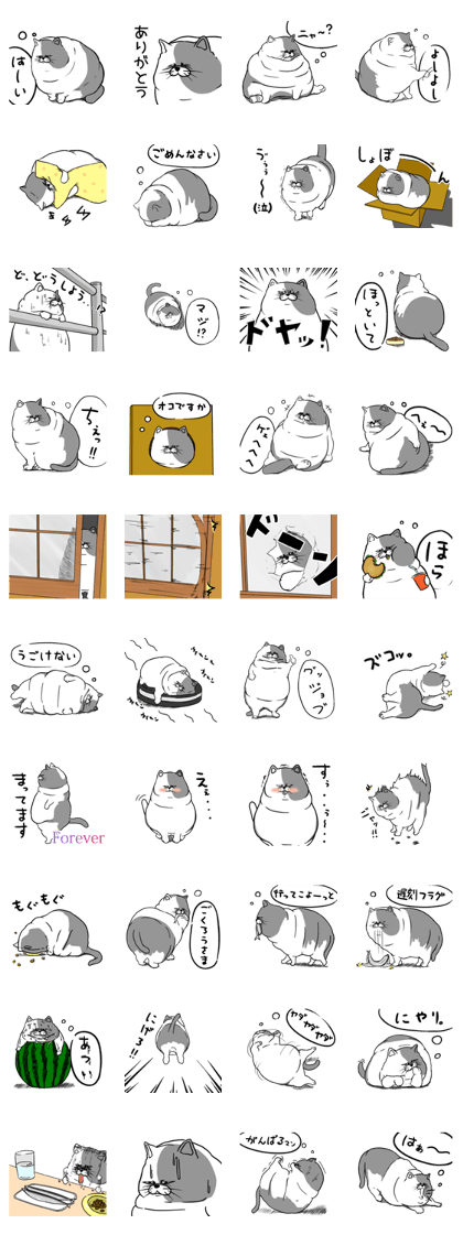 Very heavy cat