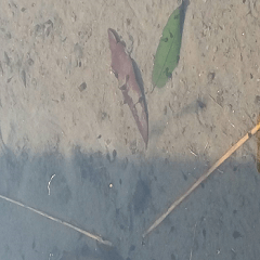 Tadpoles in the ditch