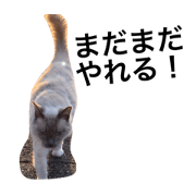 I am Choco 2