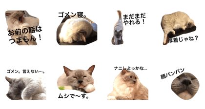 I am Choco 2