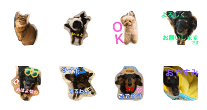 myhome.catdogs