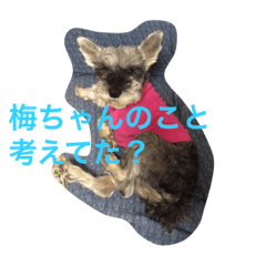 ume3