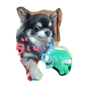My Chihuahua,dal