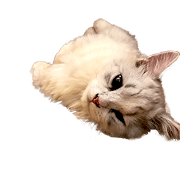 Munchkin kitty bobo