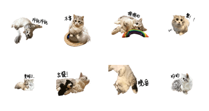 Munchkin kitty bobo