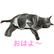 russianblue pia