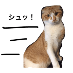 CHESU the Cat