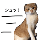 CHESU the Cat
