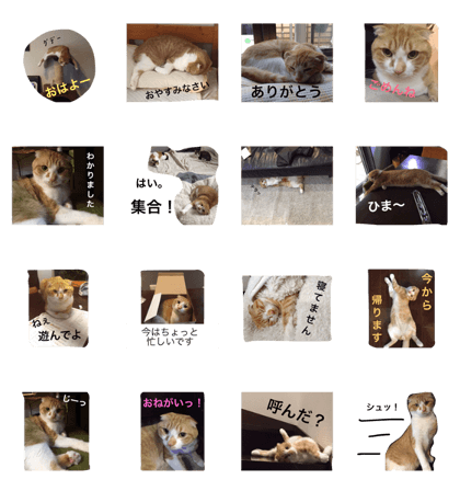 CHESU the Cat