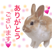 USAGI no USA