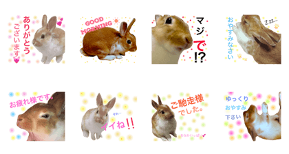 USAGI no USA