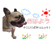 French Bull Dog