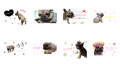 French Bull Dog