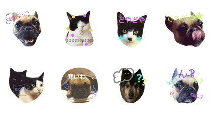 dog&cat jpn