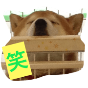 my pet2