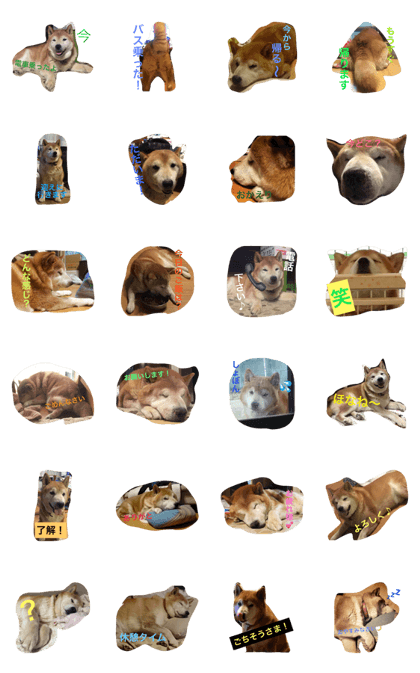 my pet2