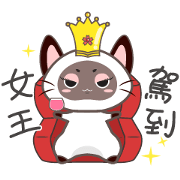 Queen cat-Siamese