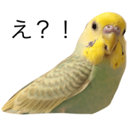 ZUNPIKO(Kawaii Inco)